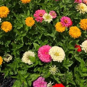 Meet your Posher, Chawan